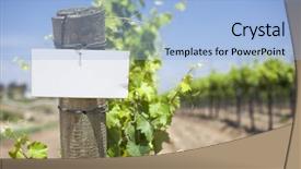  Presentation with grape - Audience pleasing presentation consisting of wine vineyard with wooden post backdrop and a light blue colored foreground