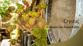  Presentation with wine barrel - Presentation consisting of wine wooden barrels at winery background and a gold colored foreground