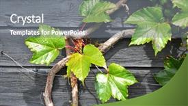  Presentation with vine wine - Colorful slide set enhanced with wine yeast - grape-vine on the wooden wall backdrop and a gray colored foreground
