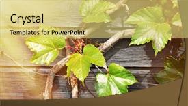  Presentation with vine wine - Beautiful slides featuring wine yeast - grape-vine on the wooden wall backdrop and a yellow colored foreground