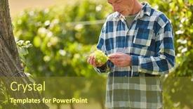  Presentation with grape vine - Slides with winegrowers-in-the-vineyard-grape background and a tawny brown colored foreground