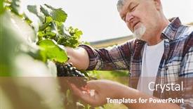  Presentation with harvest - Audience pleasing theme consisting of winegrowers-or-harvest-workers-take backdrop and a coral colored foreground