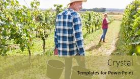  Presentation with harvest - Slides having winegrowers-or-harvest-workers background and a yellow colored foreground