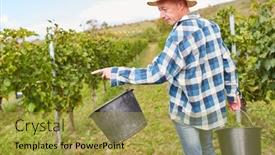  Presentation with harvest - Cool new slides with winegrowers-or-harvest-workers backdrop and a gold colored foreground