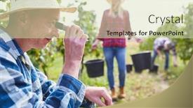  Presentation with grape - Colorful PPT layouts enhanced with winemaker-measures-the-degree backdrop and a soft green colored foreground