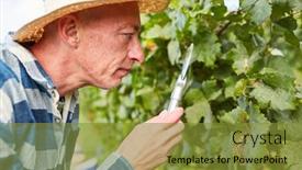  Presentation with vine - Audience pleasing slides consisting of winemaker-uses-a-magnifying-glass backdrop and a gold colored foreground