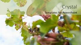  Presentation with vine - Presentation design featuring winemaker-with-magnifying-glass-checking background and a mint green colored foreground