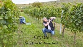  Presentation with vineyard - Colorful theme enhanced with winemakers-and-harvest-helpers-harvesting backdrop and a gold colored foreground