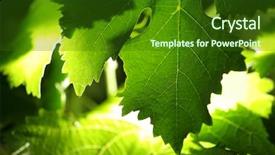  Presentation with grape - Amazing PPT layouts having wineyard - backlit grape leaves background shallow backdrop and a forest green colored foreground