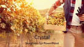  Presentation with grape vine wine grapes - PPT layouts featuring wineyard - close up of white ripe background and a gold colored foreground