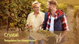  Presentation with grape - Cool new PPT theme with wineyard - grape harvest-father and son backdrop and a tawny brown colored foreground