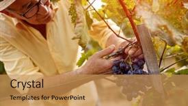  Presentation with harvest is plentious - Theme enhanced with wineyard - grape harvest vintner on family background and a yellow colored foreground