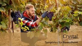  Presentation with grape - Theme with wineyard - grape harvest worker vintner background and a gold colored foreground