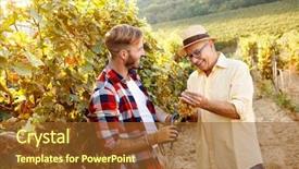  Presentation with father son and looking - Beautiful slides featuring wineyard - happy father and son cutting backdrop and a tawny brown colored foreground