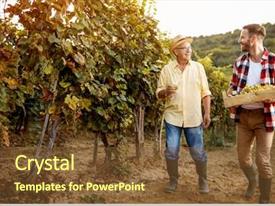 Wineyard Ripe Grapes In The Autumn PPT template 30 | CrystalGraphics