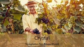  Presentation with grape vine wine grapes - Theme having wineyard - smiling man harvesting grapes background and a gold colored foreground