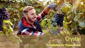  Presentation with black family - Audience pleasing PPT theme consisting of wineyard - smiling wine maker picking black backdrop and a  colored foreground