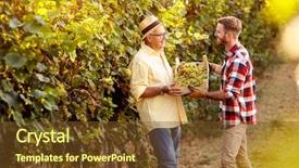  Presentation with grape - Beautiful PPT theme featuring wineyard - young grape harvest-father and son backdrop and a tawny brown colored foreground