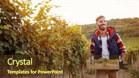  Presentation with gold man smile - PPT layouts featuring wineyard - young smiling man picking white background and a tawny brown colored foreground