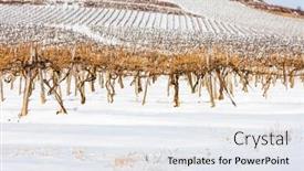  Presentation with hungary - Presentation design having wineyards-near-sarospatak-tokaj-region background and a sky blue colored foreground