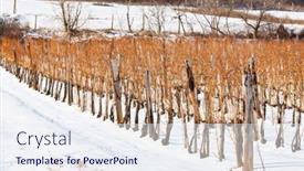  Presentation with region - Presentation theme featuring wineyards-near-sarospatak-tokaj-region background and a sky blue colored foreground