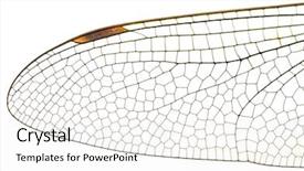 Presentation with dragonfly - Audience pleasing PPT layouts consisting of wing dragonfly close up isolated backdrop and a white colored foreground
