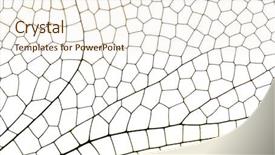  Presentation with dragonfly - Audience pleasing presentation theme consisting of wing dragonfly close up isolated backdrop and a sky blue colored foreground