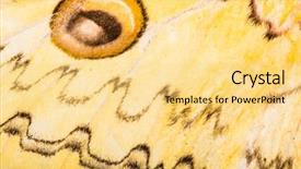  Presentation with moth - Presentation design featuring wing of loepa megacore moth background and a  colored foreground