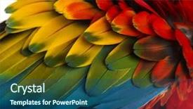  Presentation with old - Cool new slides with wing up people - close-up on a scarlet macaw backdrop and a ocean colored foreground