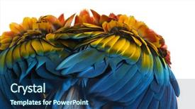 Presentation with feather and old book - Amazing PPT layouts having wing up people - close-up on a scarlet macaw backdrop and a ocean colored foreground
