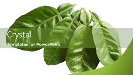  Presentation with leaves - Presentation theme consisting of winged petioles grapefruit leaves isolated on white background and a tawny brown colored foreground