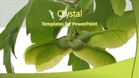  Presentation with maple leaves - PPT theme enhanced with winged seed pods and leaves background and a tawny brown colored foreground