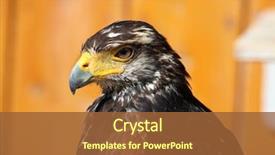  Presentation with hawk - Beautiful PPT layouts featuring eagle s wings - harris's hawk parabuteo unicinctus wild backdrop and a tawny brown colored foreground