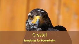 Presentation with hawk - PPT layouts consisting of eagle s wings - harris's hawk parabuteo unicinctus wild background and a tawny brown colored foreground