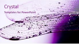  Presentation with dragon - Presentation theme with wings of dragon-fly - macro background and a sky blue colored foreground