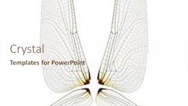  Presentation with insect - Slides featuring wings-of-insect-isolated background and a cream colored foreground