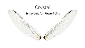  Presentation with insect - Slide set enhanced with wings-of-insect-isolated background and a white colored foreground