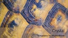  Presentation with turtle - Slides consisting of winner shield - turtle shell texture background and a  colored foreground