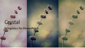  Presentation with wild flower in field of daisies - PPT theme consisting of wintage collage of beautiful wild background and a coral colored foreground