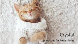  Presentation with ginger - Cool new presentation theme with winter - cute little ginger kitten wearing backdrop and a mint green colored foreground