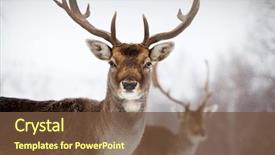  Presentation with deer - PPT layouts with winter - portrait of a male background and a tawny brown colored foreground