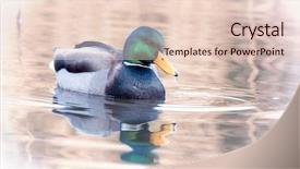  Presentation with water droplet - Cool new theme with winter a single water droplet backdrop and a lemonade colored foreground
