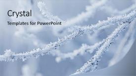  Presentation with ice crystals - PPT theme consisting of winter abstract - branches covered in snow background and a light blue colored foreground