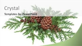  Presentation with cedar - Slides having winter-and-christmas-decoration background and a white colored foreground