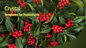  Presentation with christmas holly - Theme enhanced with winter and christmas holly berry background and a tawny brown colored foreground