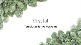  Presentation with winter border - Presentation theme having winter and christmas snow covered spruce pine background border on white with copy space background and a white colored foreground