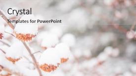 Presentation with forest winter - Theme having winter background snow-covered bushes background and a light gray colored foreground