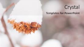 Presentation with snow blizzard in winter - Audience pleasing PPT layouts consisting of winter background snow-covered bushes backdrop and a light gray colored foreground
