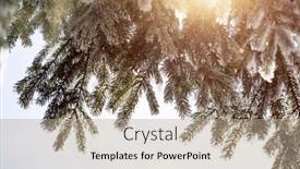  Presentation with pine - Presentation design consisting of winter-background-with-a-pine background and a coral colored foreground