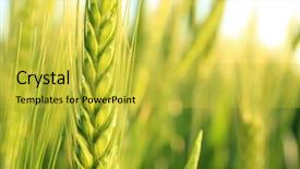  Presentation with summer wheat field blue - Amazing presentation theme having winter barley - beautiful spikelet on wheat field backdrop and a yellow colored foreground